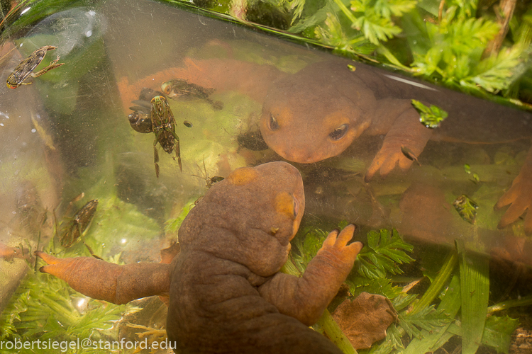 California newt